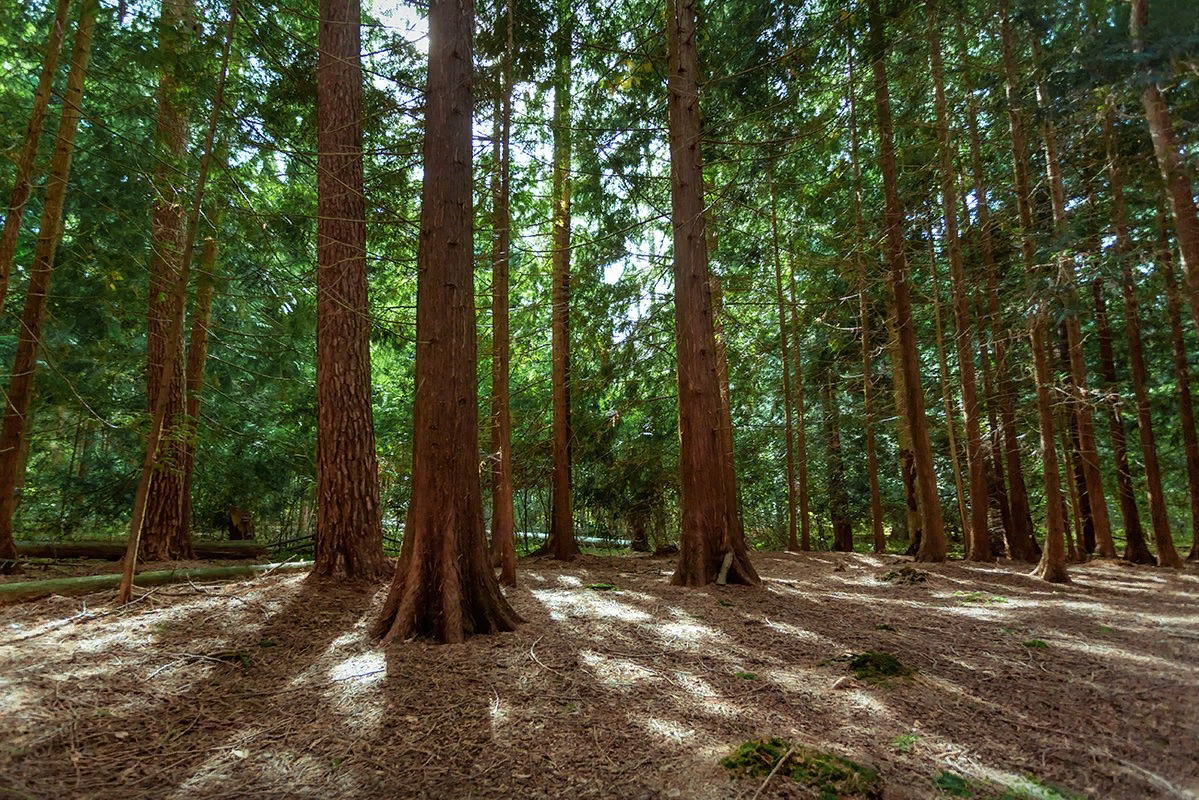 королевский бор