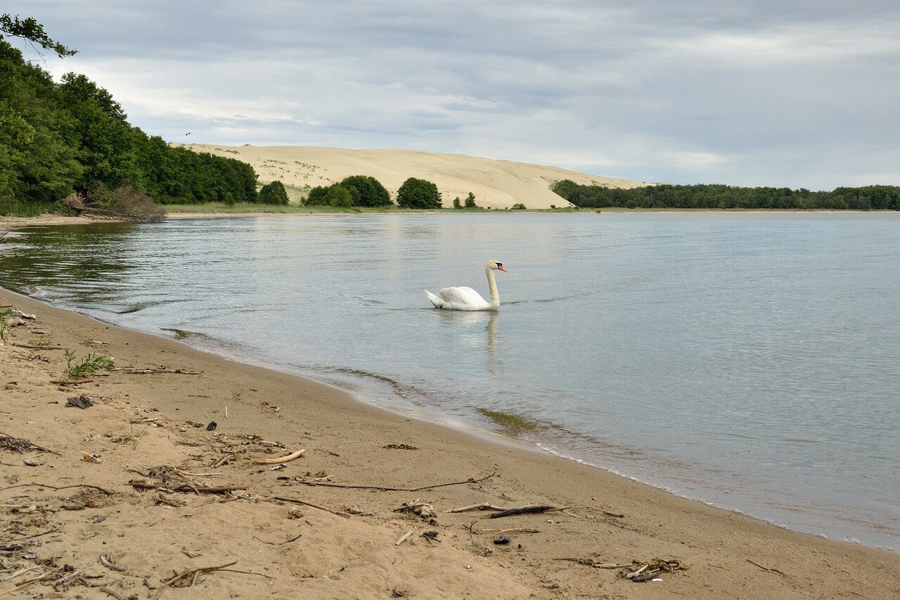 озеро лебедь на куршской косе